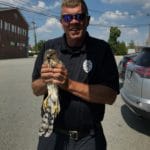 Officer Mike Leskouski, who serves as Animal Control Officer for the Bedford and Lexington Police Departments, responds to a variety of calls for domesticated animals and wildlife. Here he holds an injured hawk, which was brought to Tufts Wildlife Clinic in North Grafton and rehabilitated. (Photo courtesy of the Bedford Police Department)